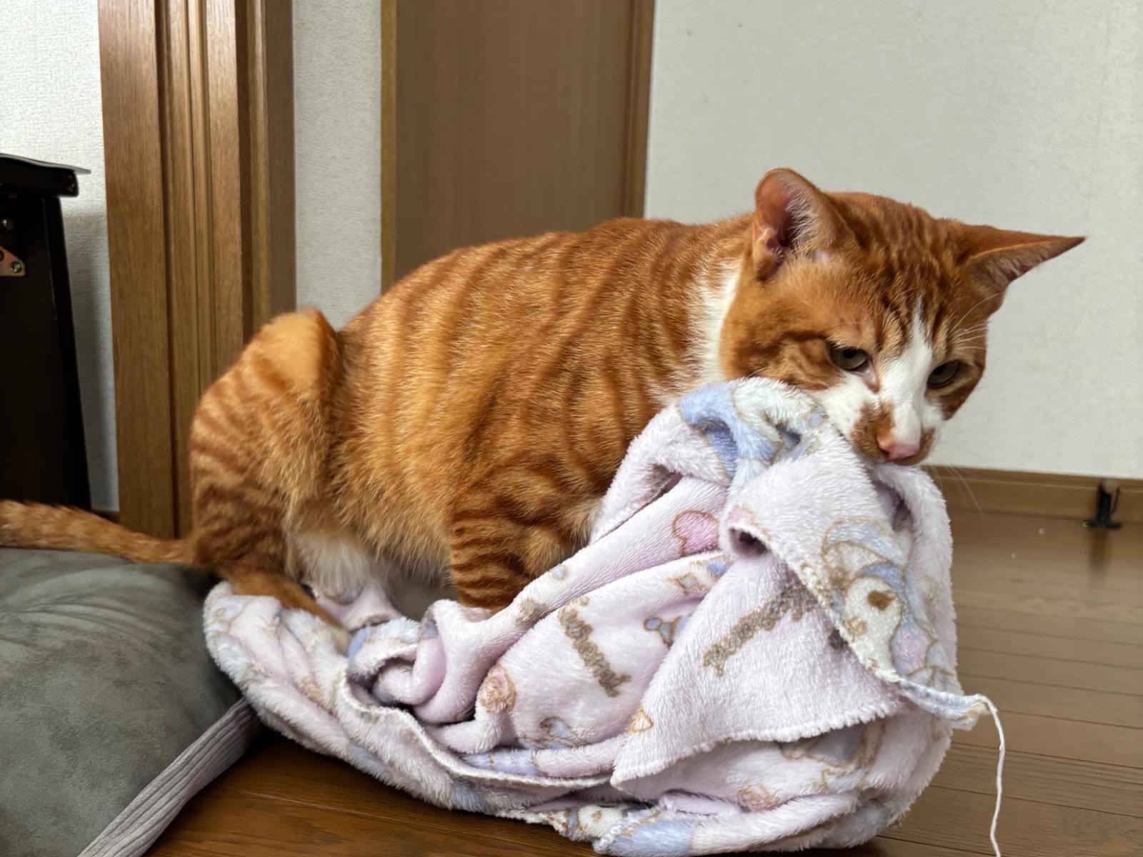こてつちゃん