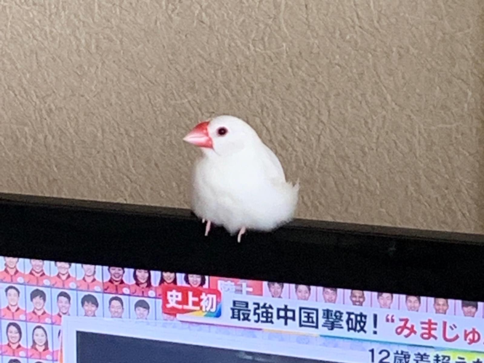 ポポちゃん ポポちゃん