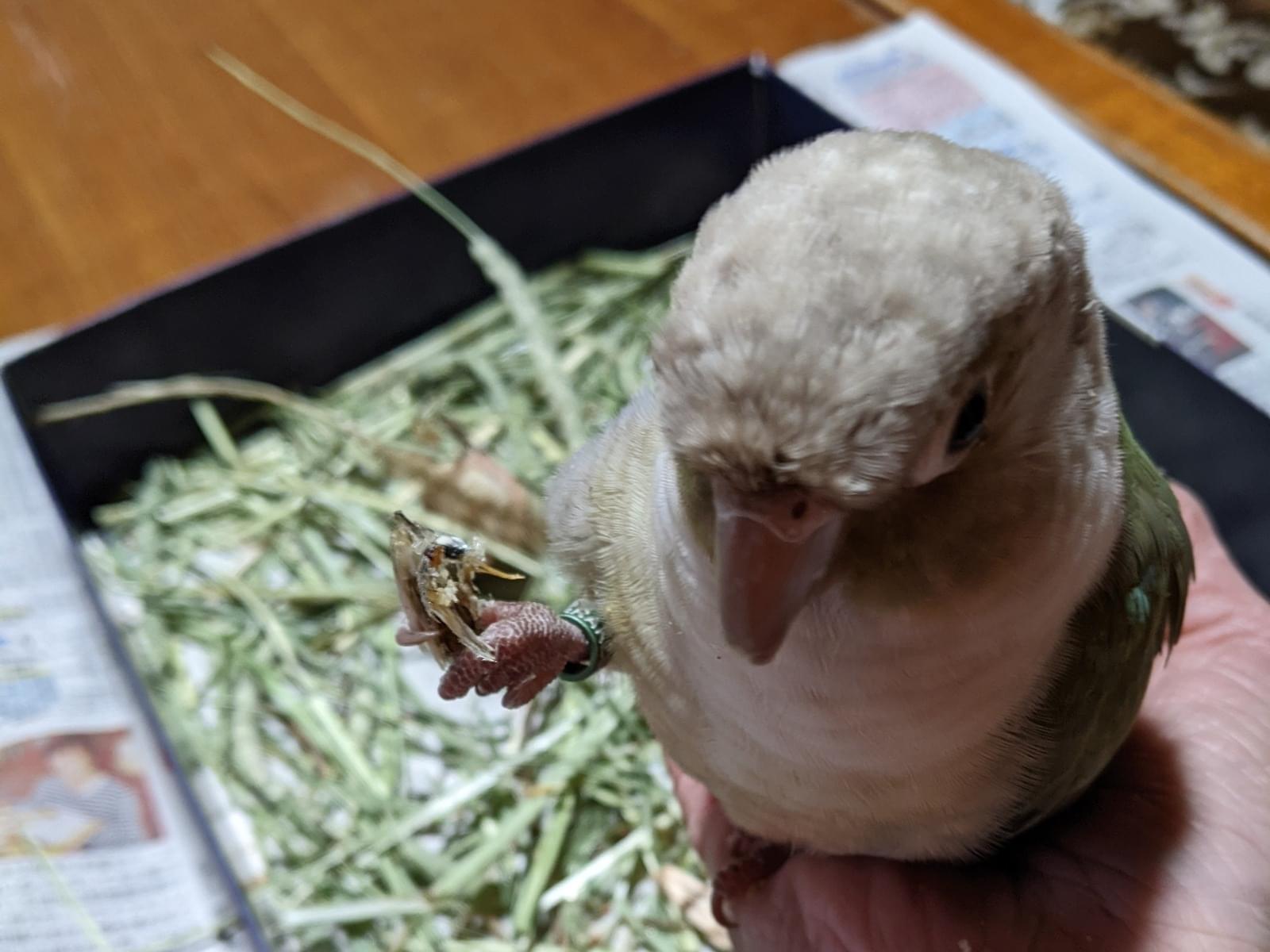 まめちゃん まめちゃん