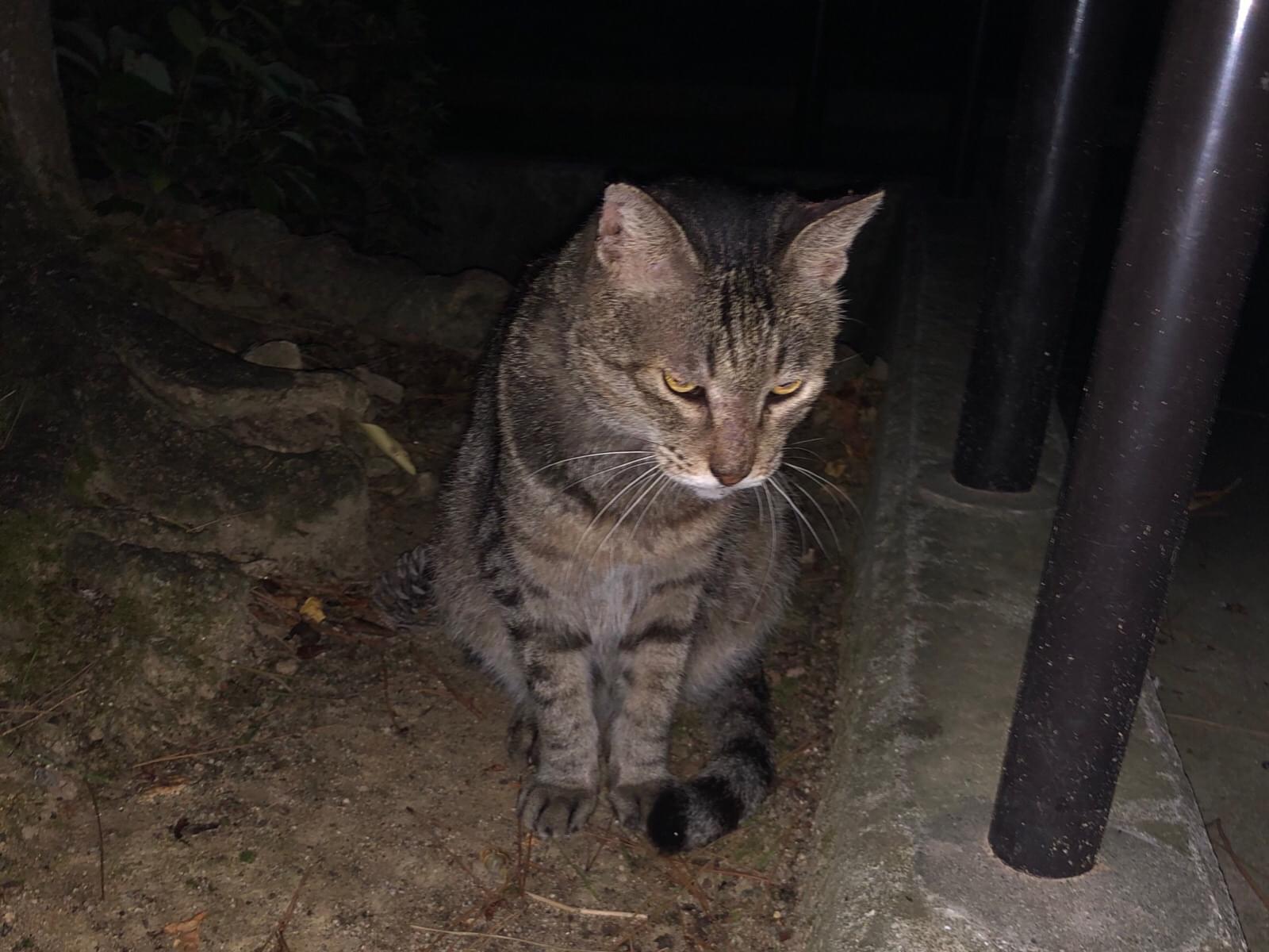目撃された猫 目撃された猫