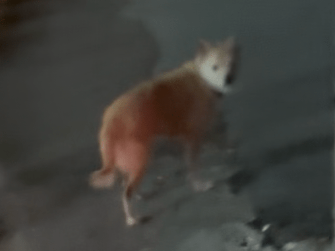 目撃された犬 目撃された犬