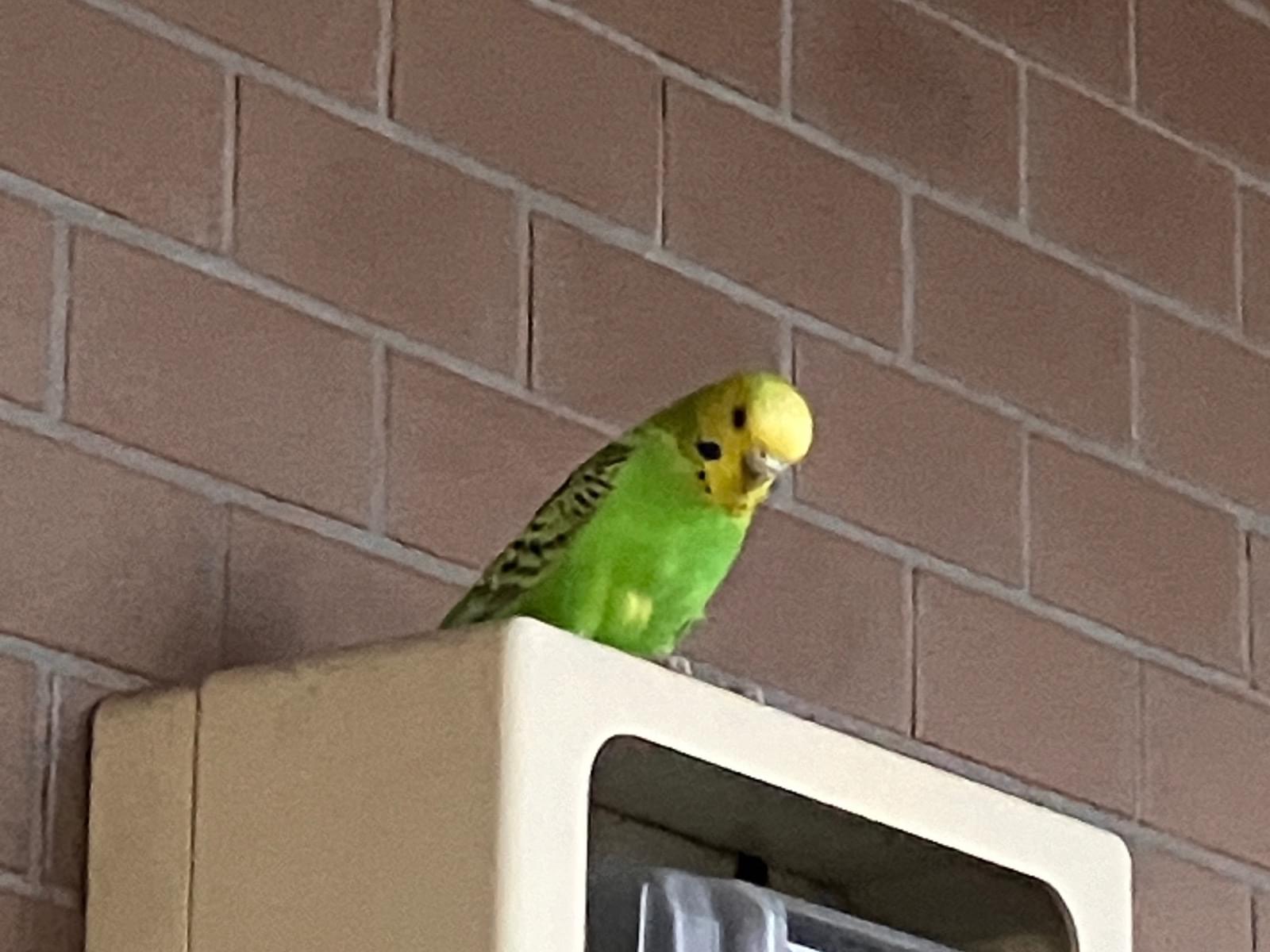 目撃された鳥 目撃された鳥