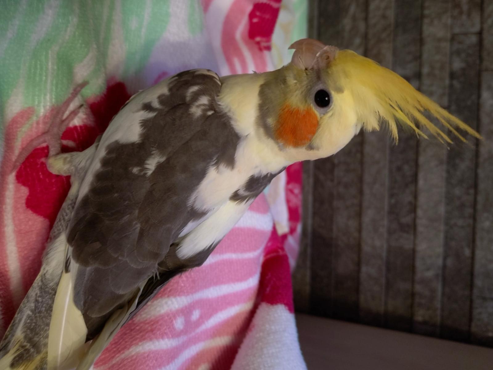 モモちゃん