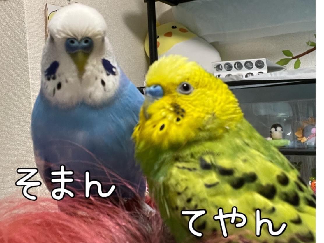 てやんちゃん てやんちゃん