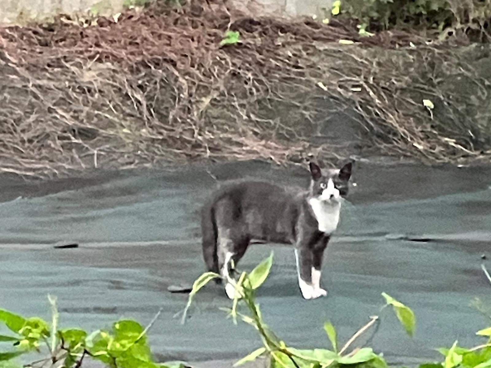 目撃された猫 目撃された猫