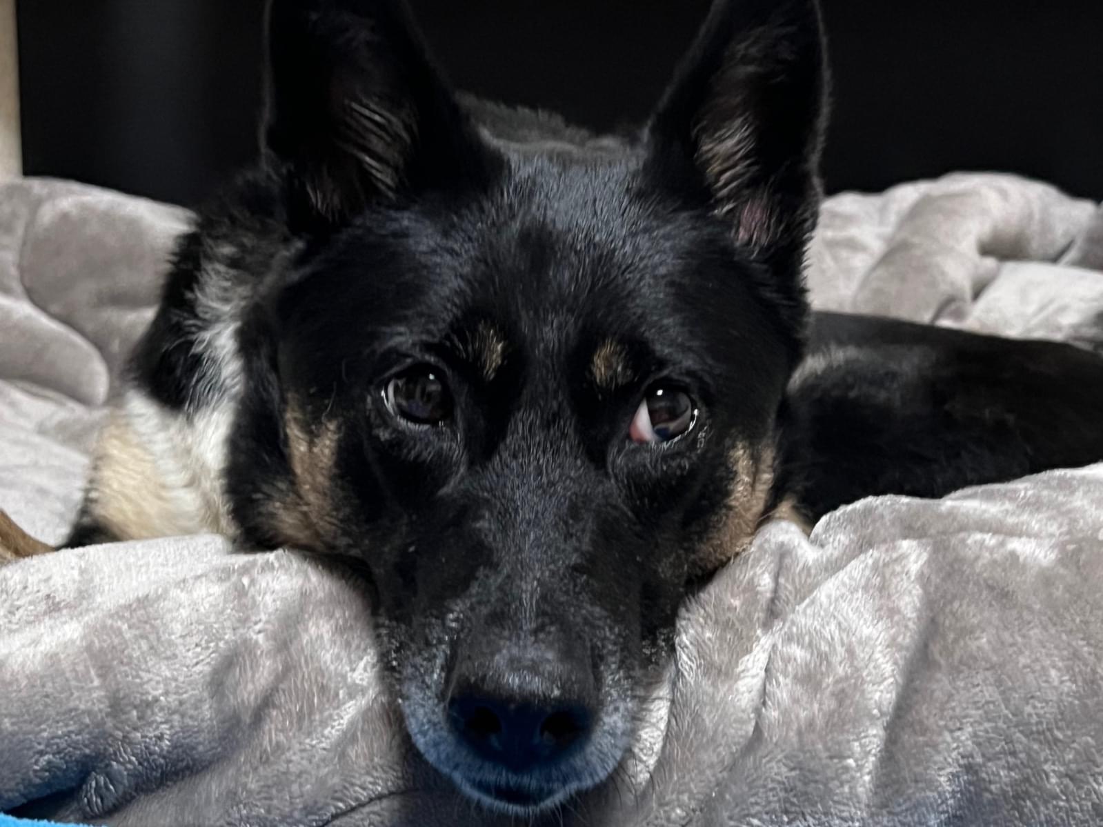 保護された犬