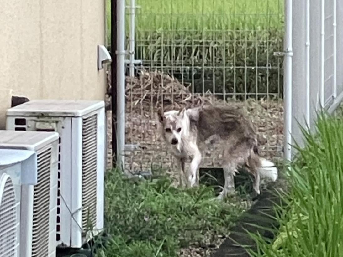 目撃された犬 目撃された犬