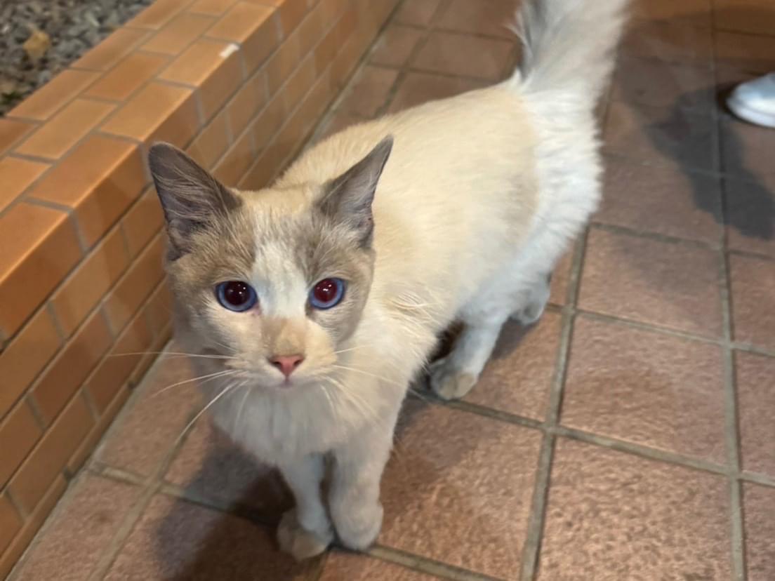 目撃された猫 目撃された猫