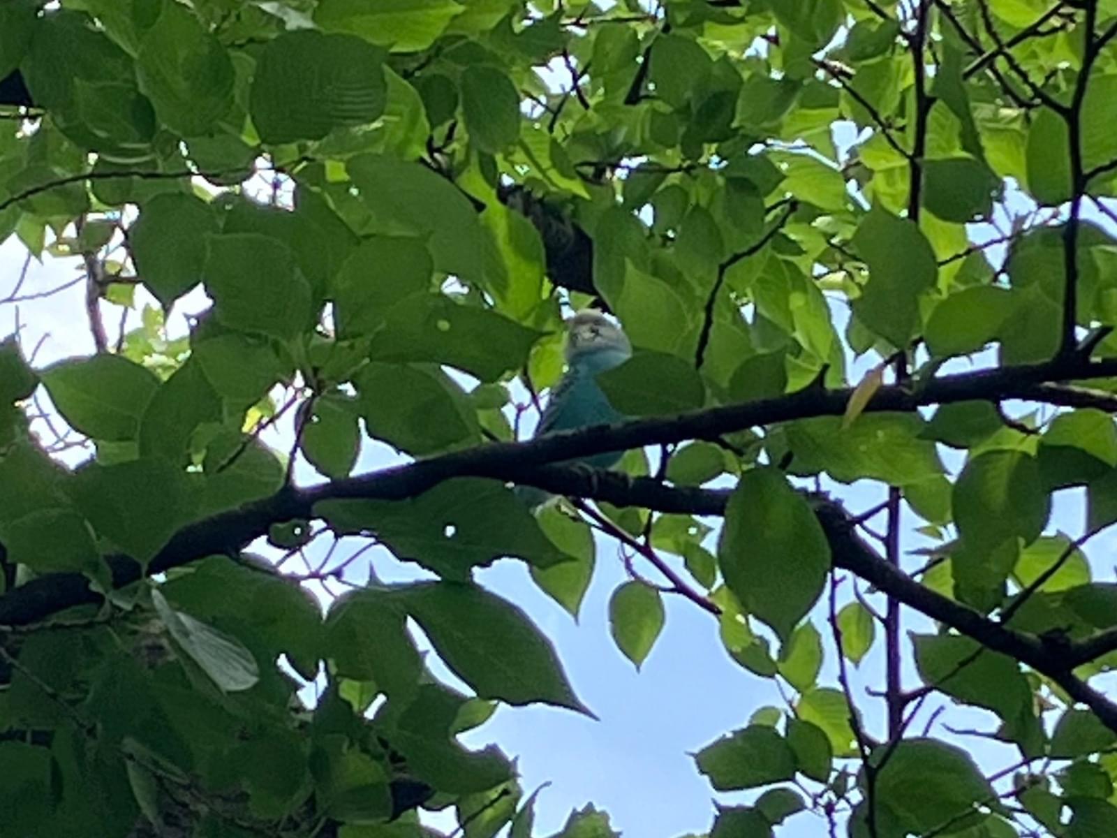 目撃された鳥 目撃された鳥