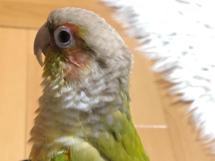 ウルちゃん ウルちゃん