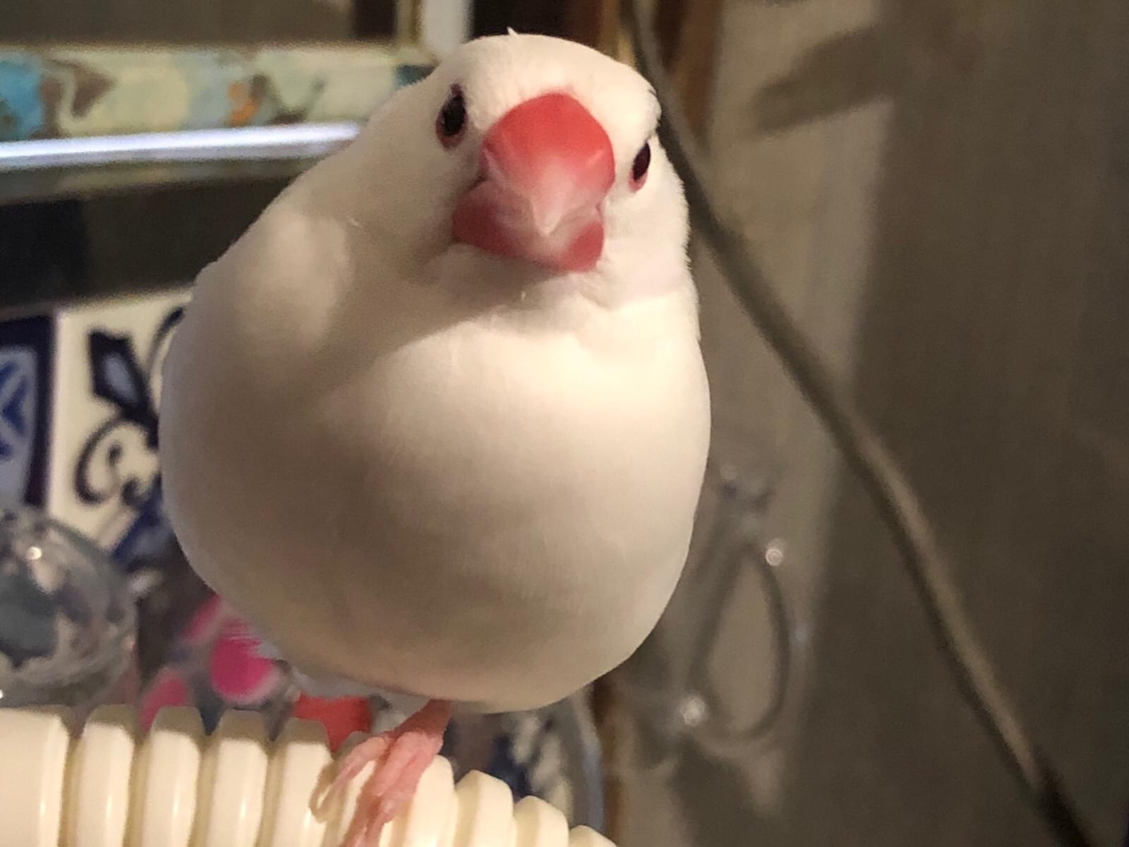 あめちゃん あめちゃん