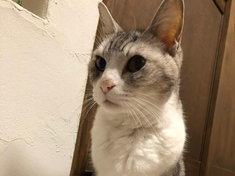 モモタちゃん モモタちゃん
