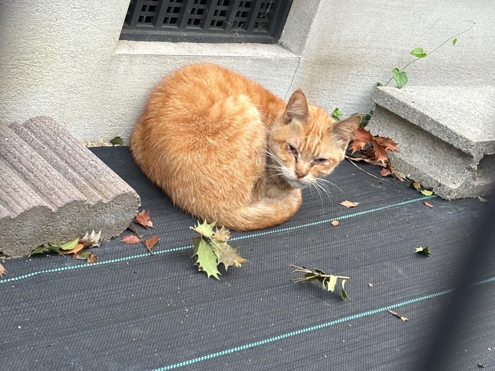 目撃された猫 目撃された猫