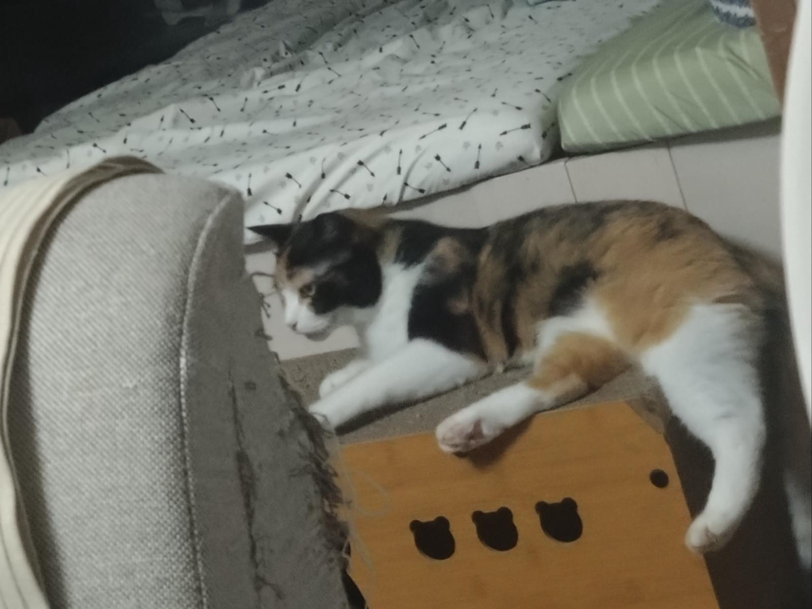 ふみちゃん ふみちゃん