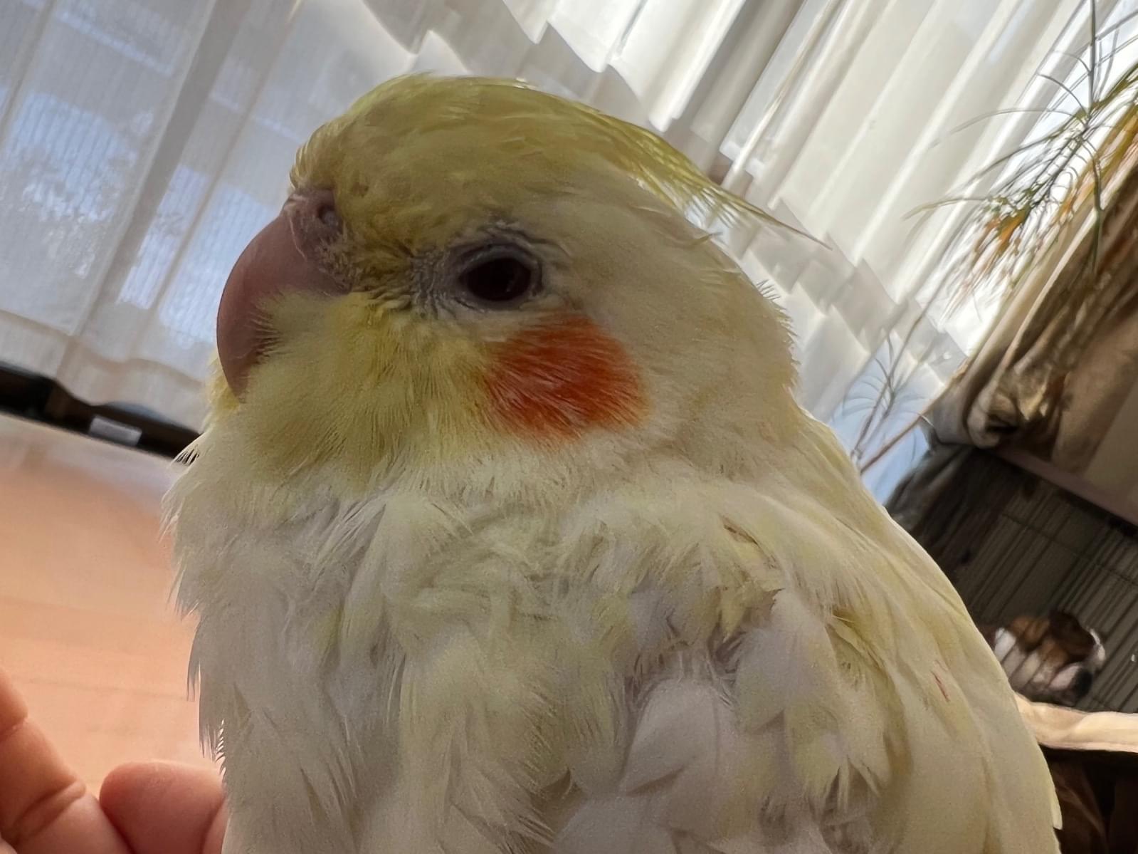 おもちくんちゃん おもちくんちゃん
