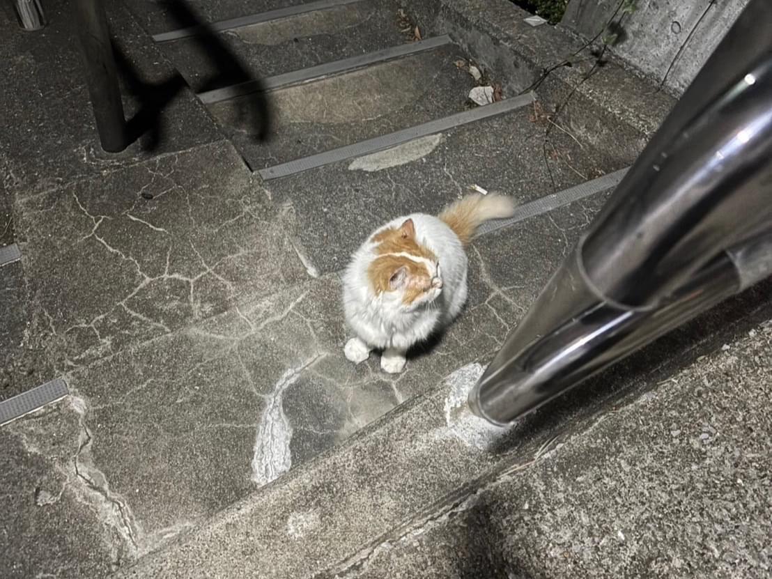 目撃された猫 目撃された猫
