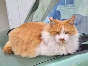 右耳カットの茶白の長毛猫