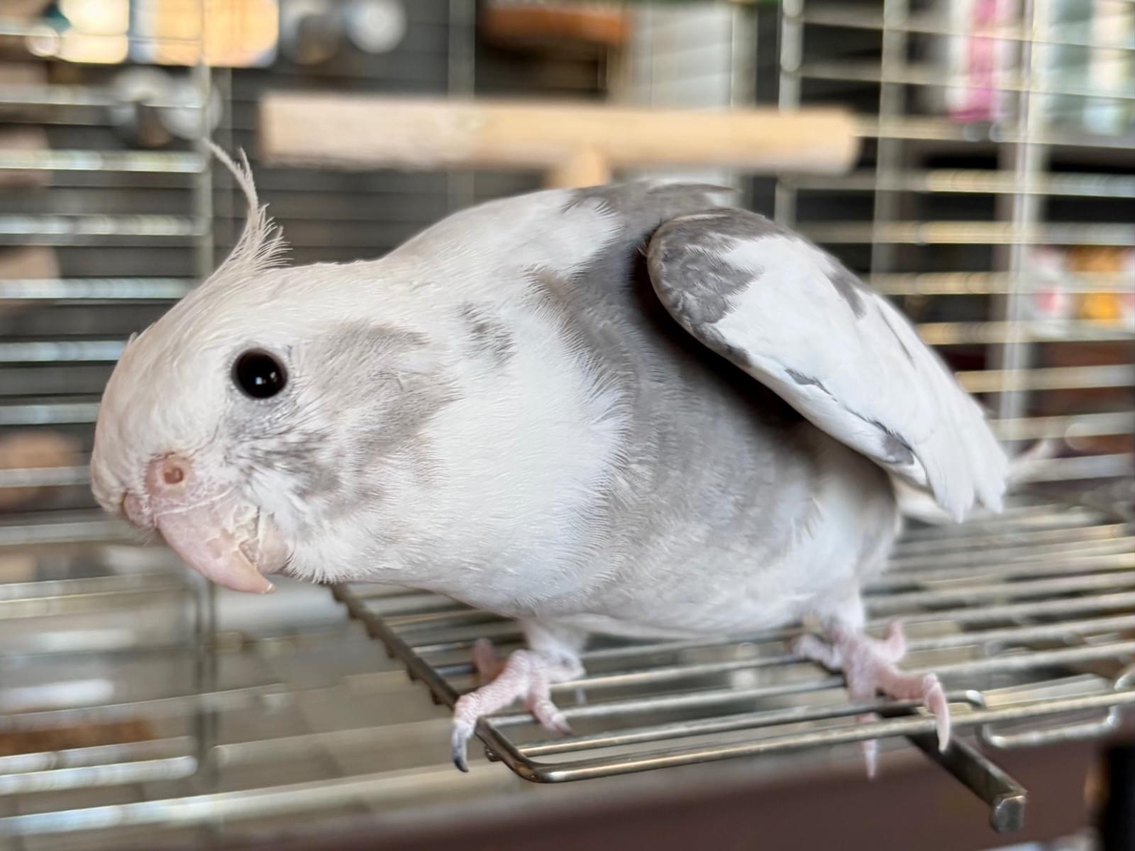びったんちゃん びったんちゃん
