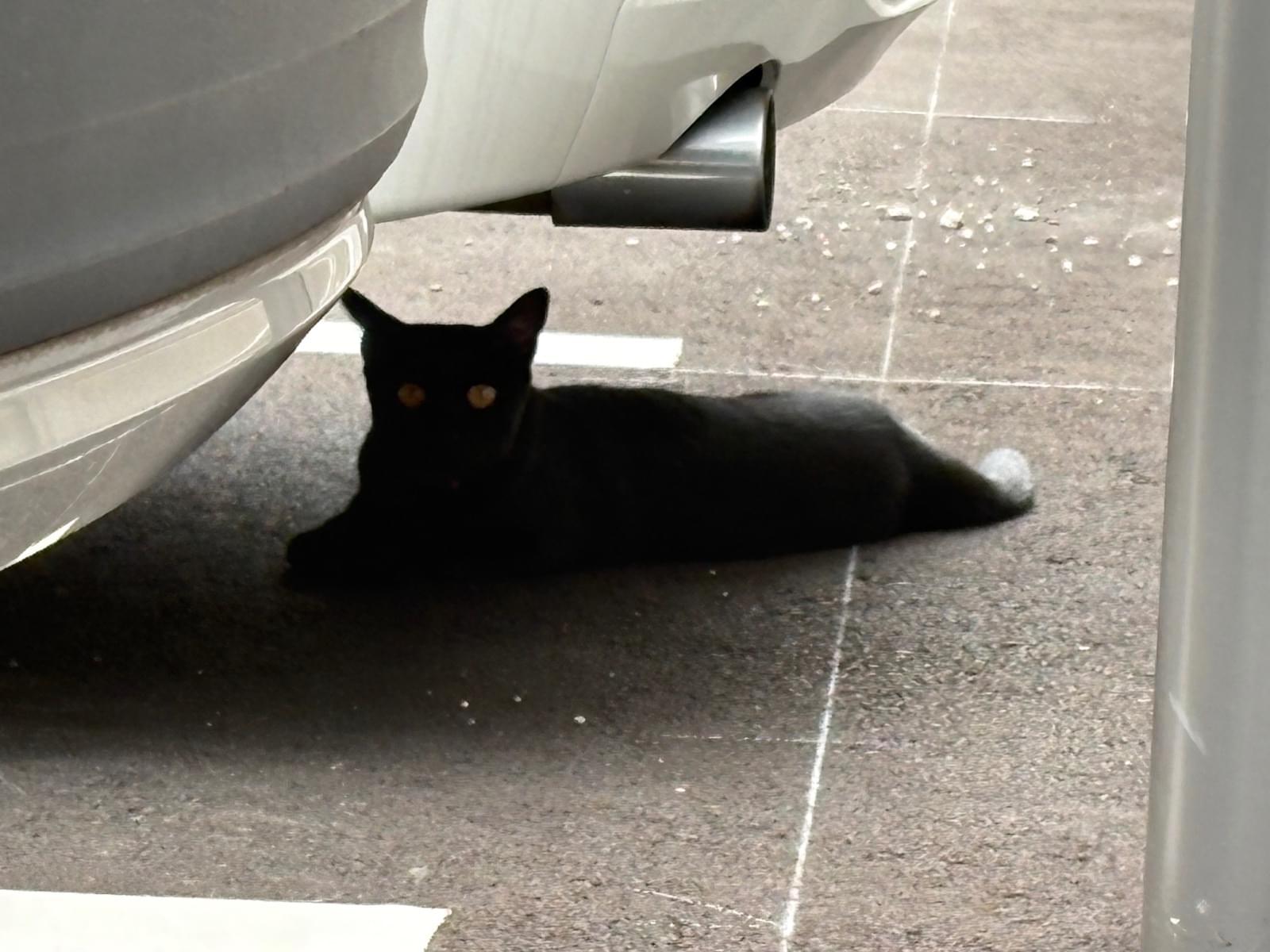 目撃された猫