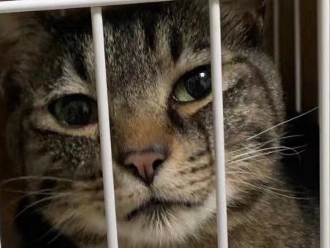 保護された猫 保護された猫