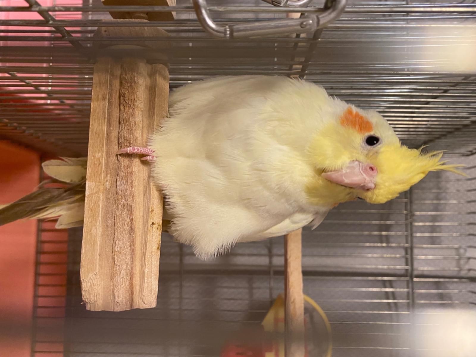 ピノちゃん ピノちゃん