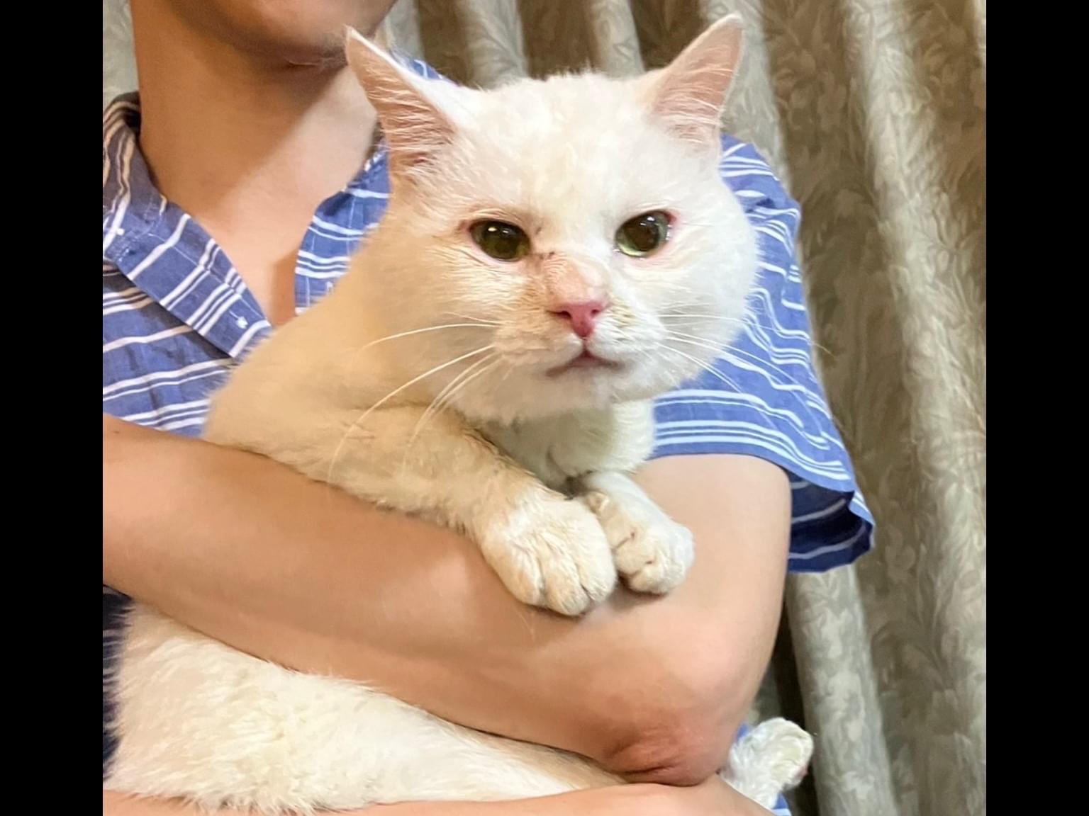 保護された猫 保護された猫