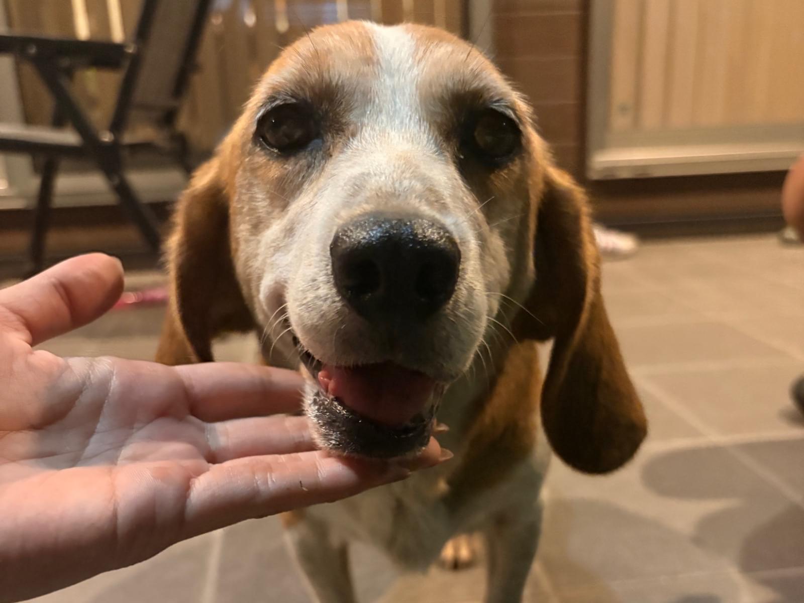 保護された犬