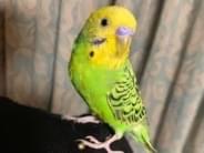ポッチちゃん ポッチちゃん