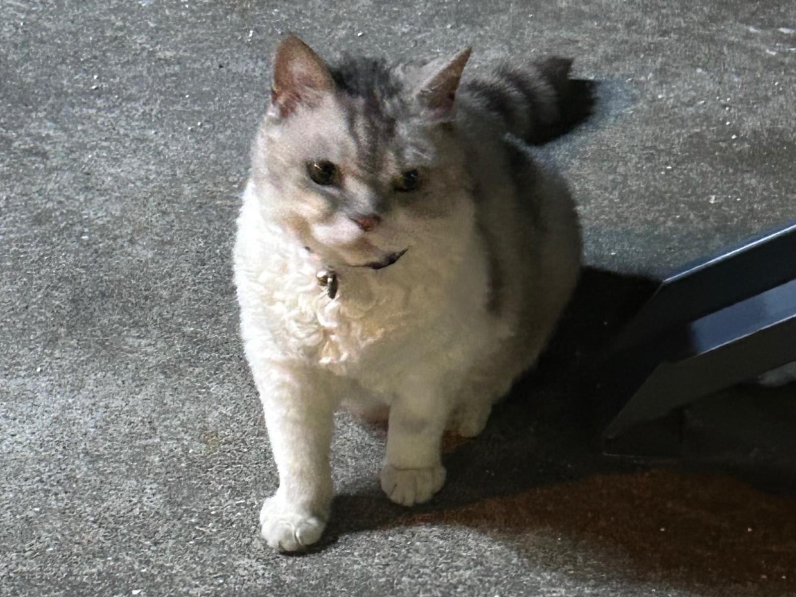 目撃された猫 目撃された猫