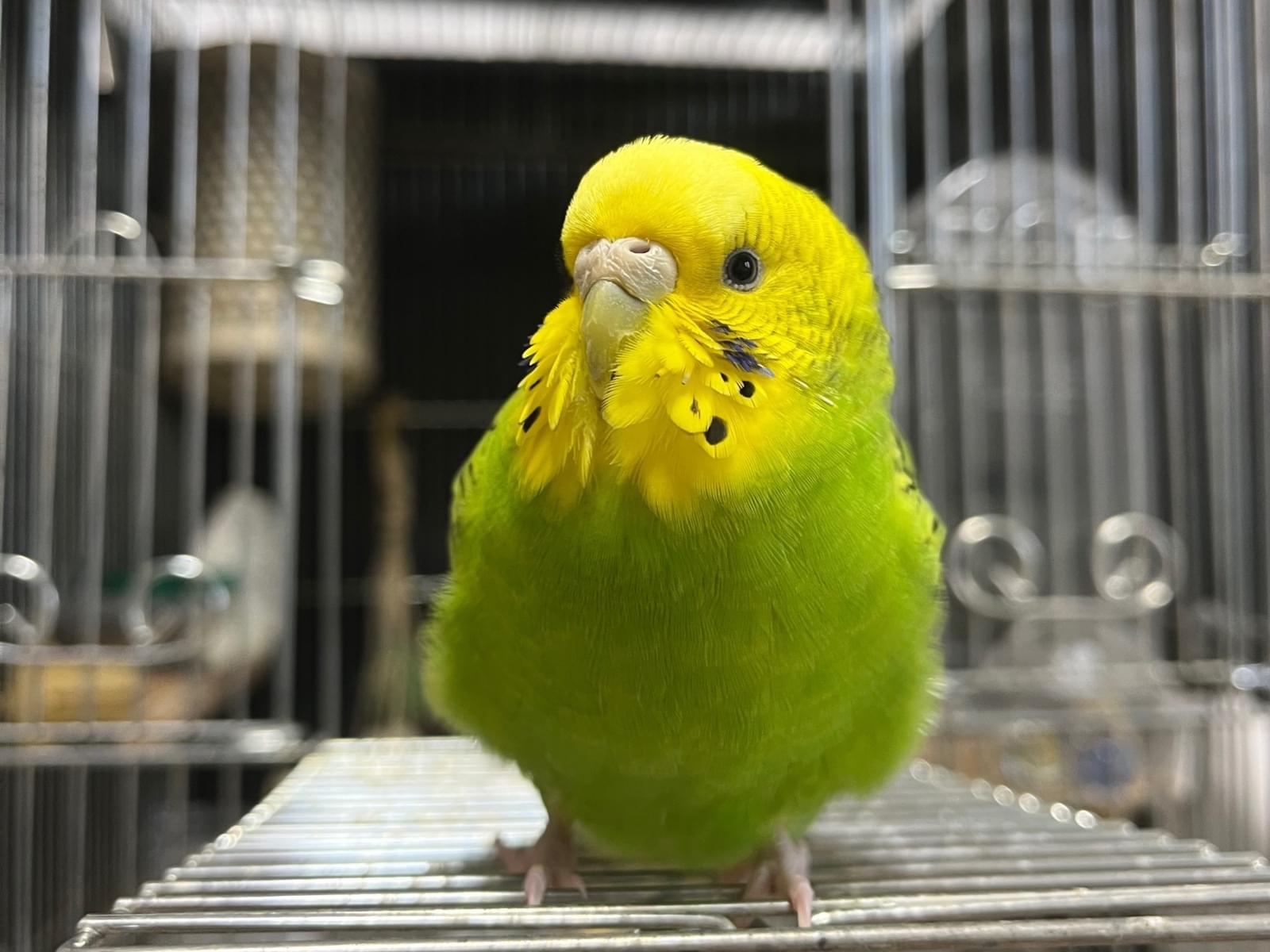 むぎちゃん むぎちゃん