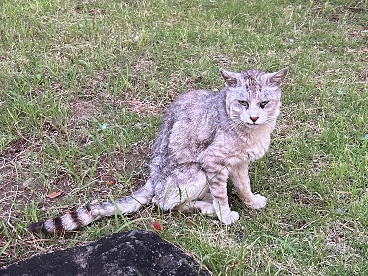 目撃された猫 目撃された猫