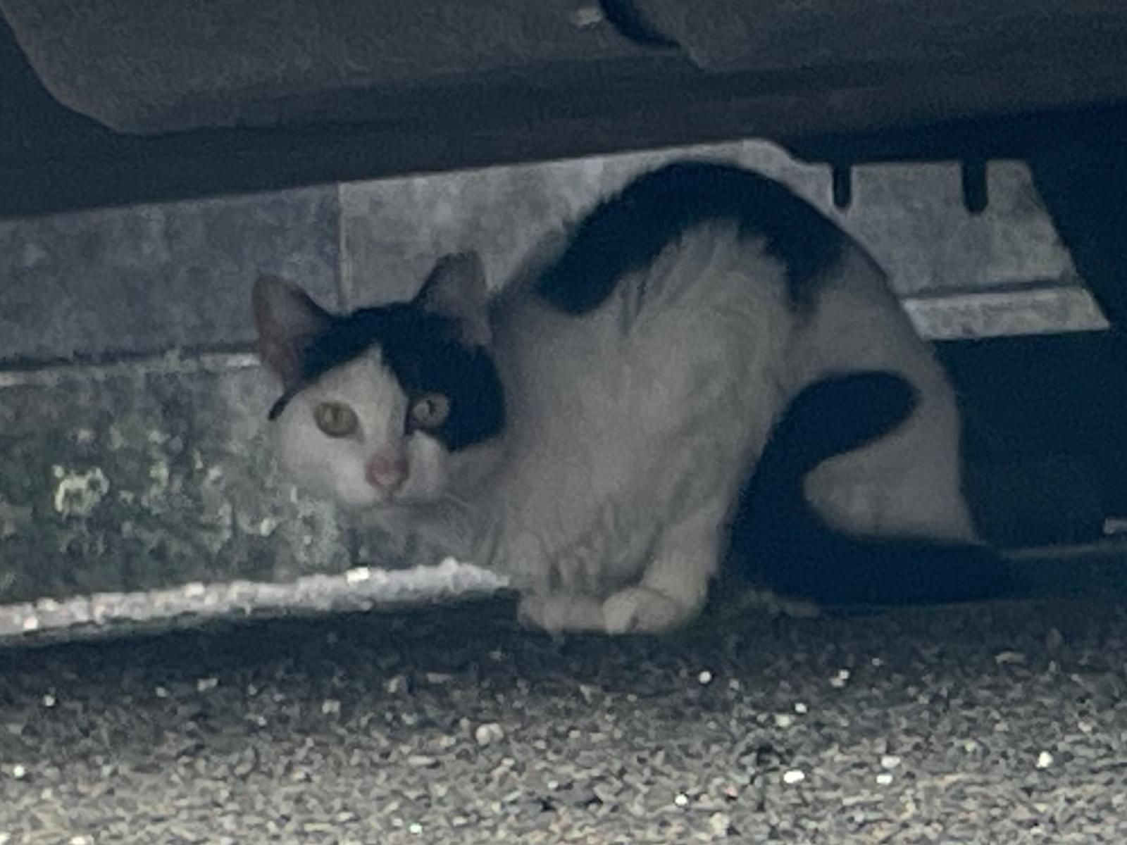 目撃された猫 目撃された猫