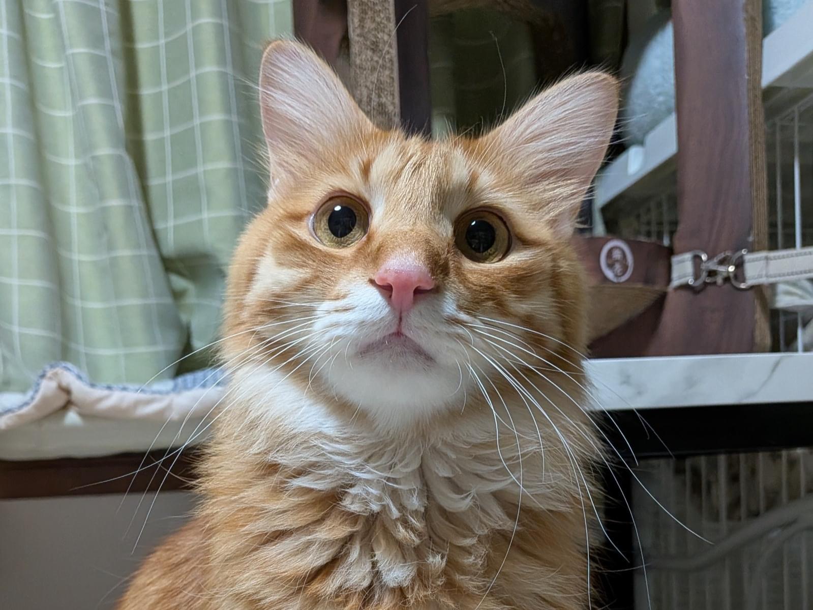 保護された猫