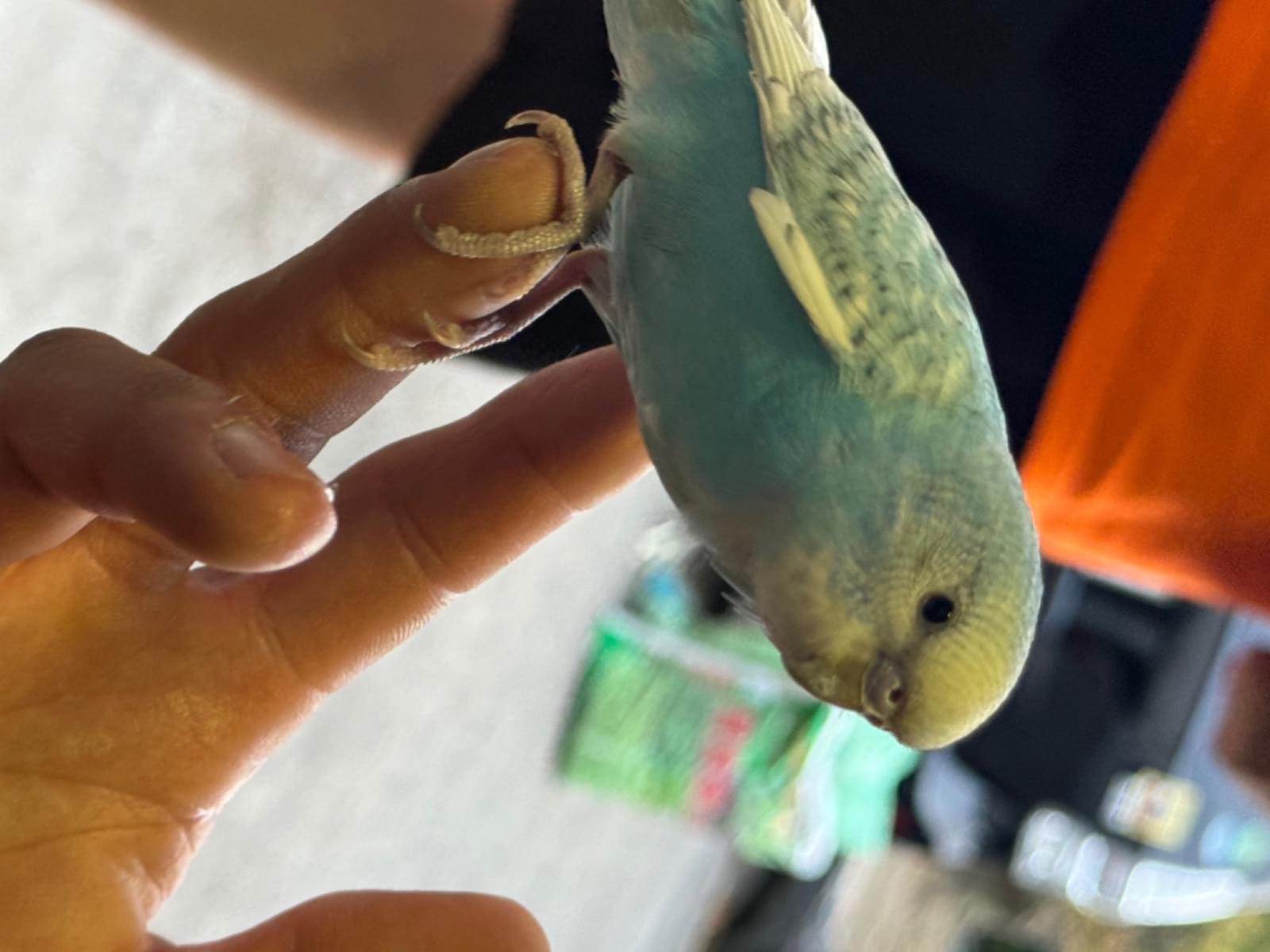保護された鳥 保護された鳥