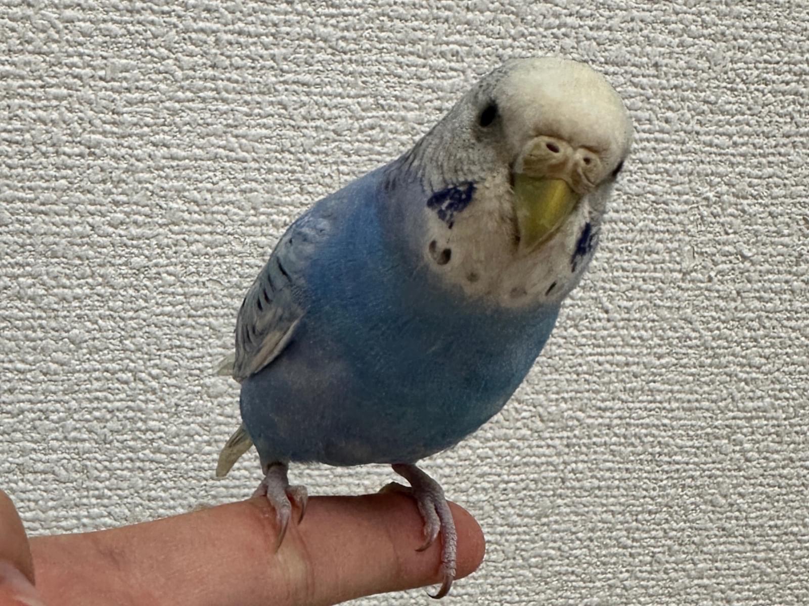 保護された鳥 保護された鳥