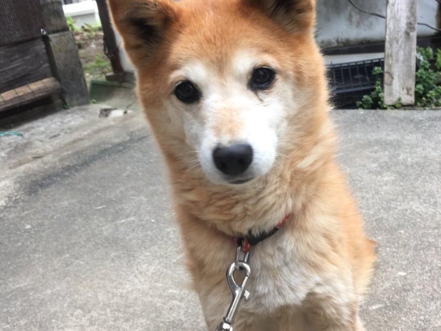 ハルちゃん ハルちゃん