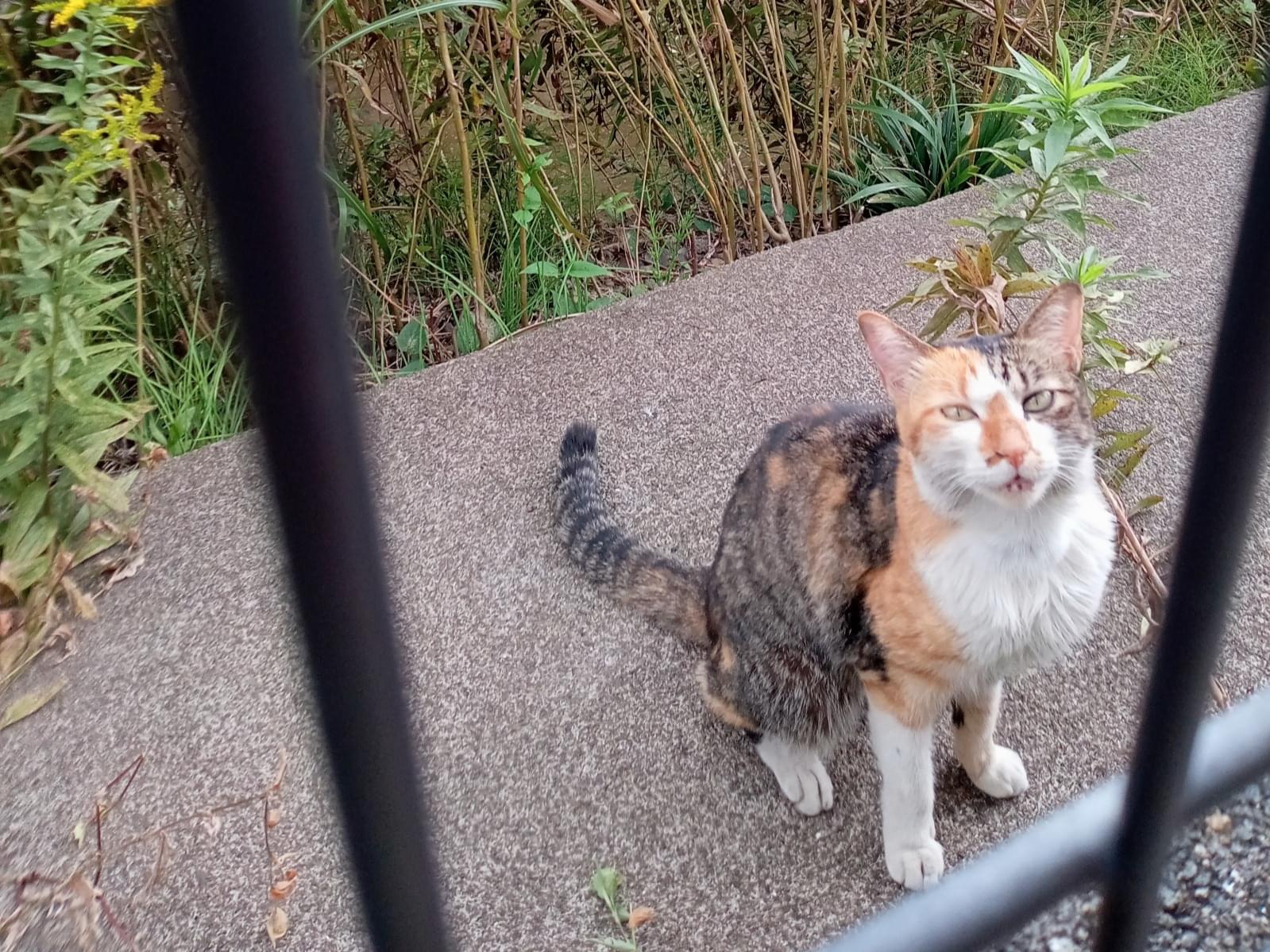 目撃された猫 目撃された猫