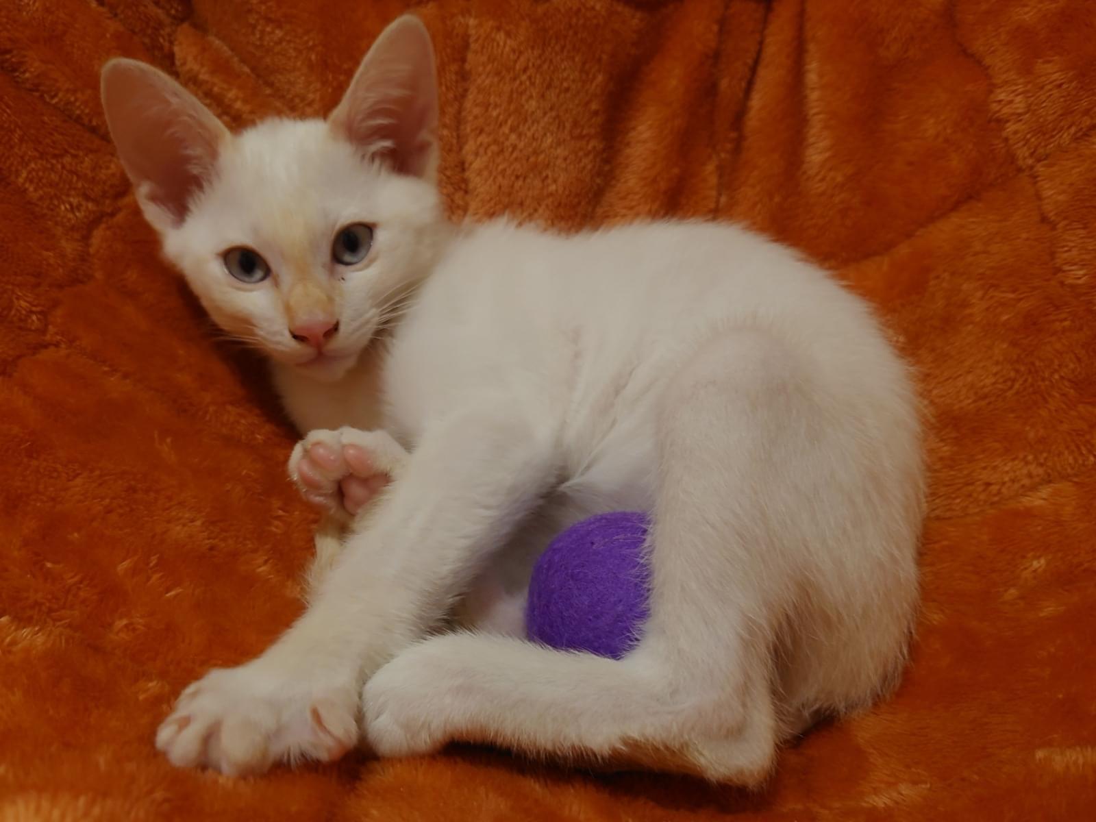 保護された猫 保護された猫