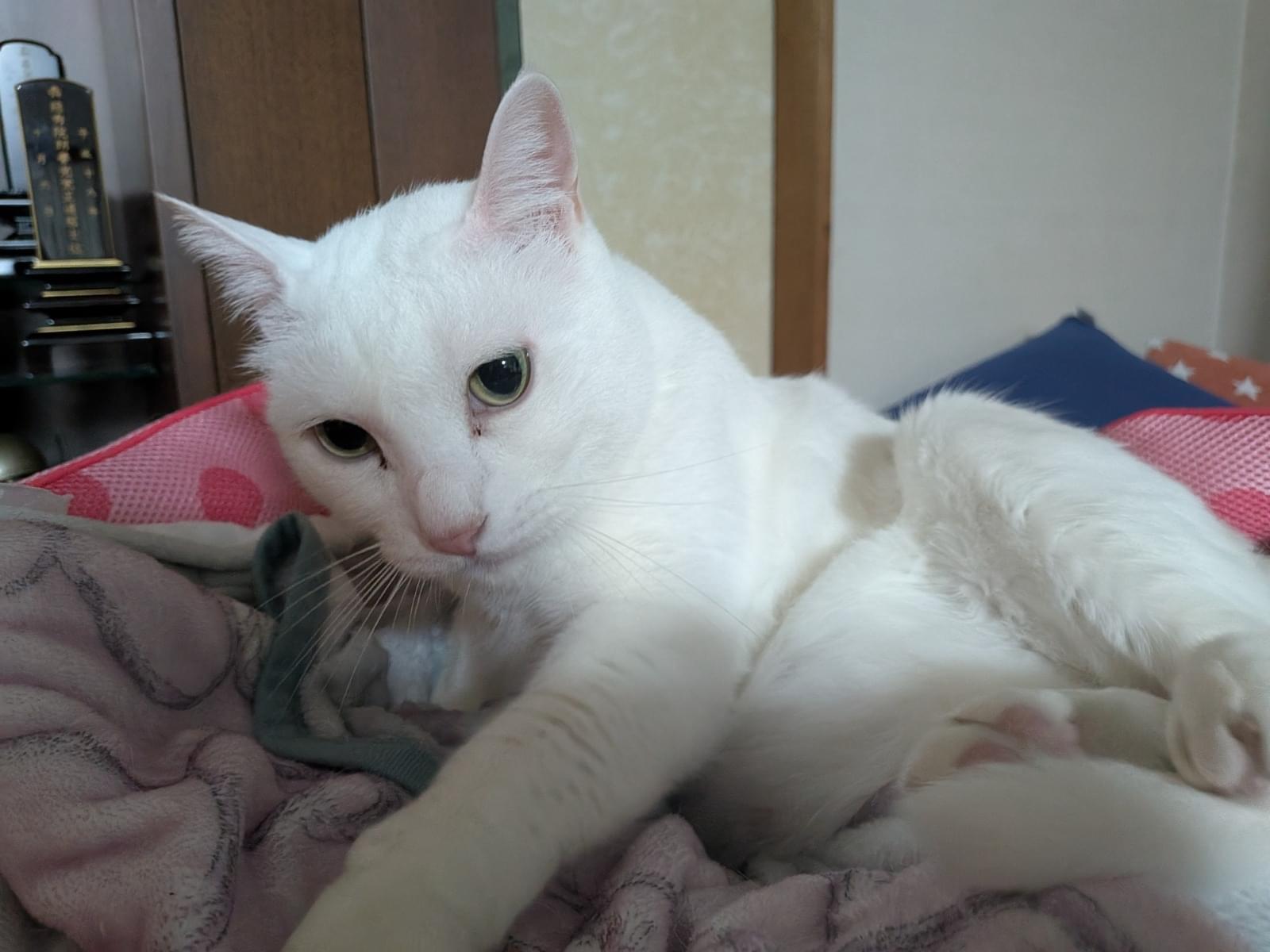 キタちゃん キタちゃん