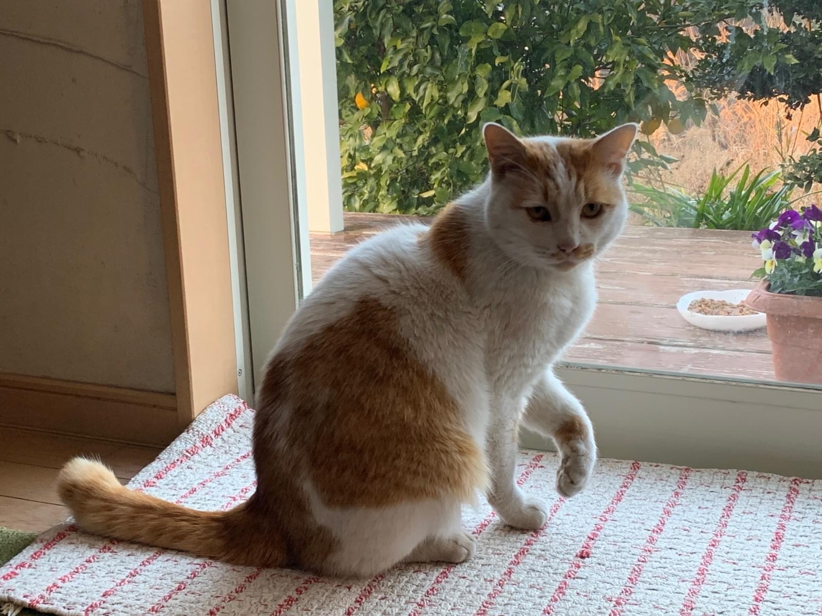 保護された猫 保護された猫