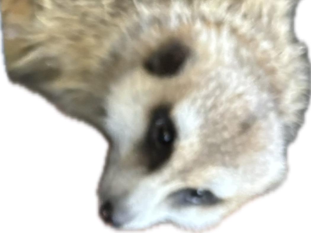 寧々ちゃん 寧々ちゃん