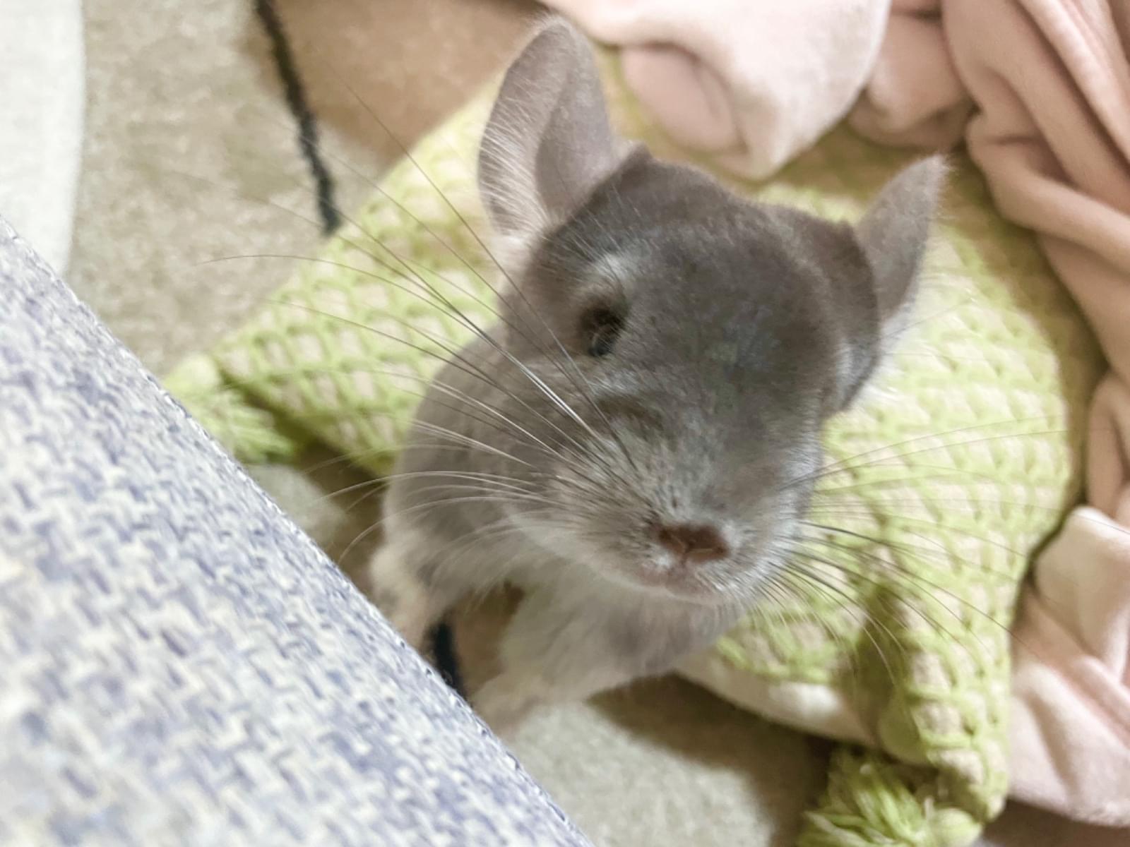 つみれちゃん つみれちゃん