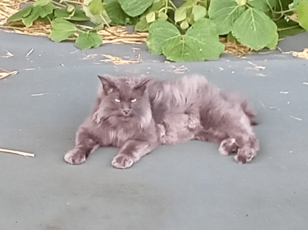 目撃された猫 目撃された猫