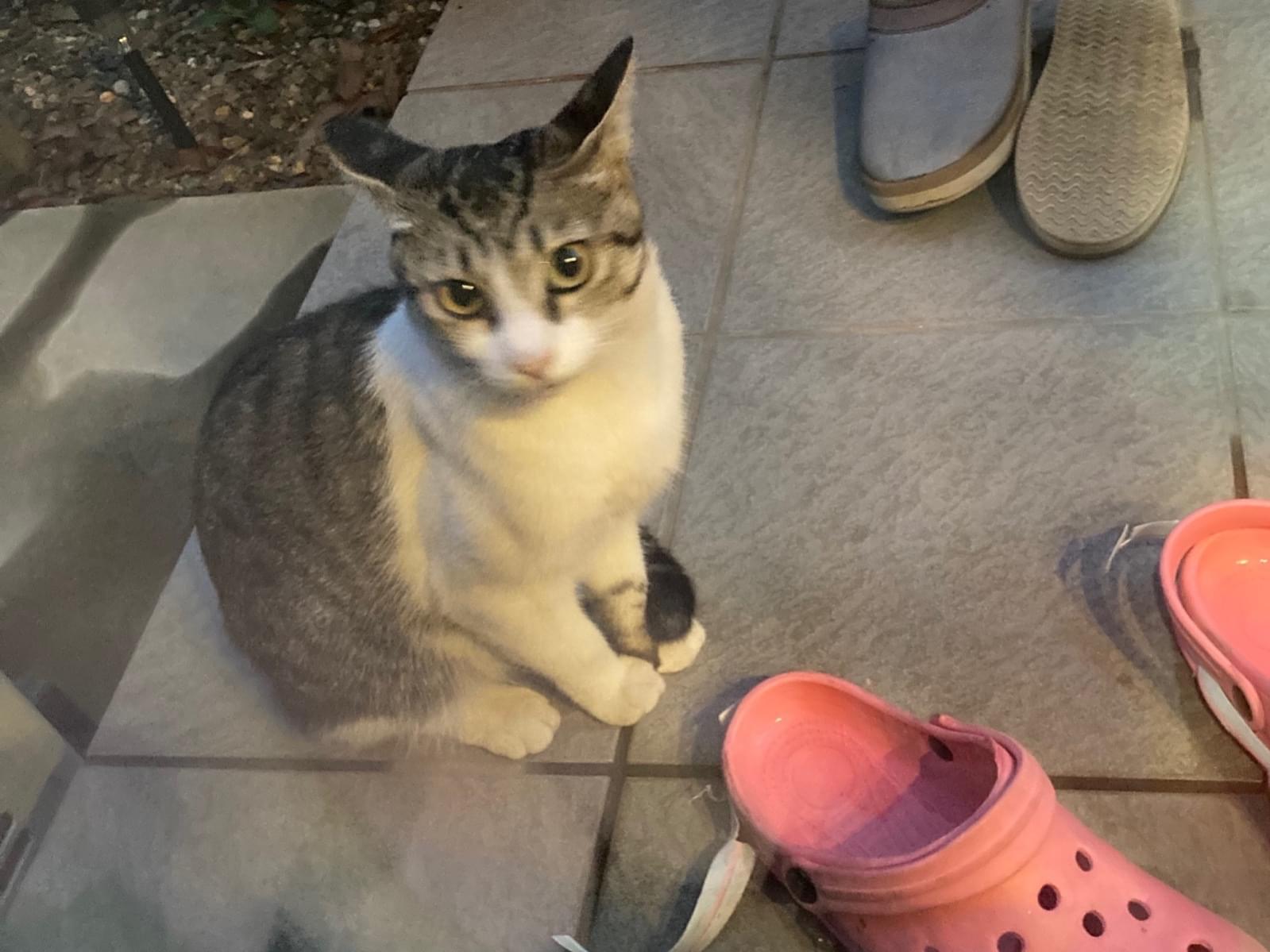 目撃された猫 目撃された猫