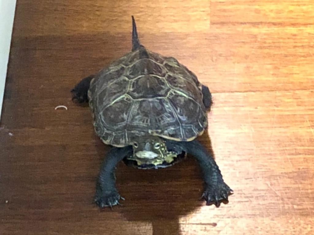 まんねんちゃん まんねんちゃん