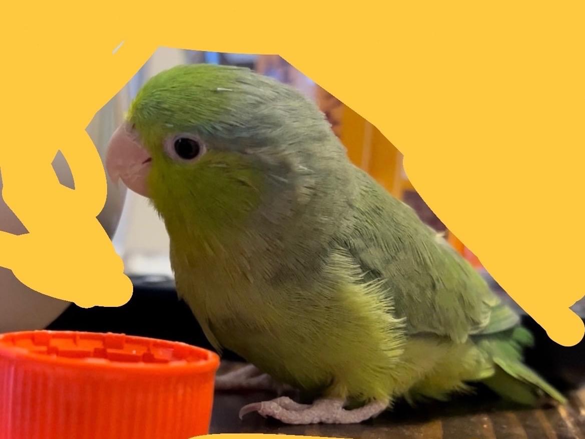 まりもちゃん まりもちゃん