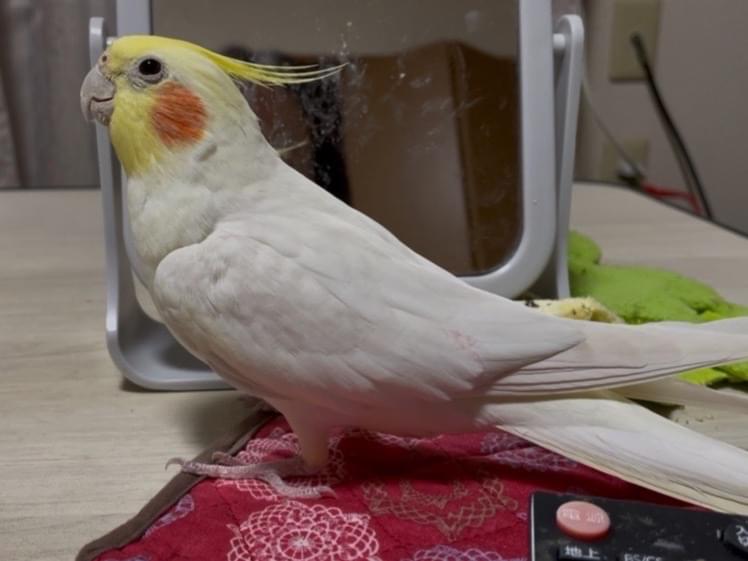 レモンちゃん