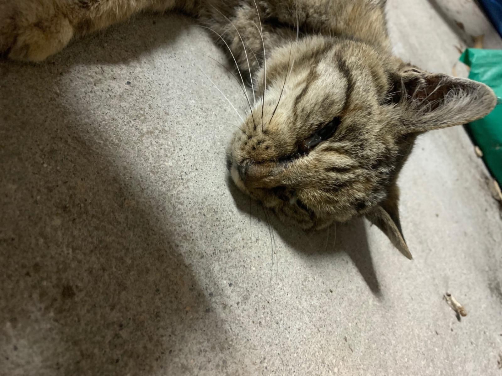 目撃された猫 目撃された猫