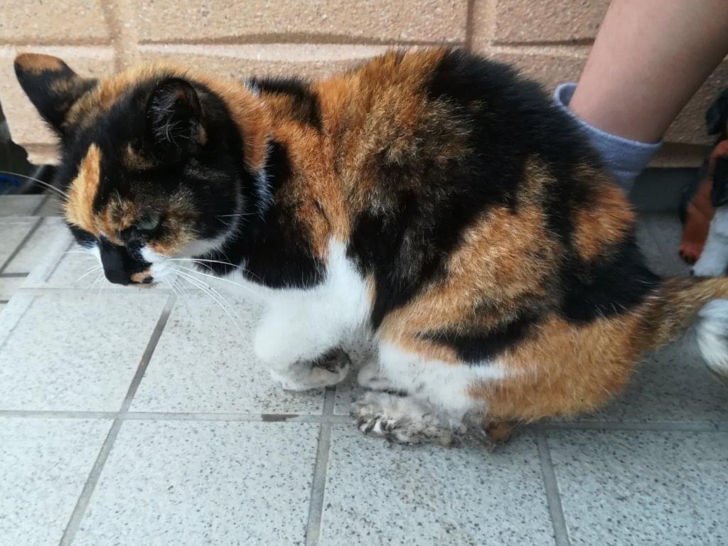 ふくちゃん ふくちゃん