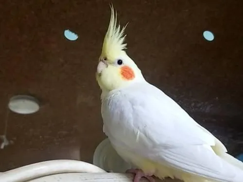 きいろのおかめインコです。